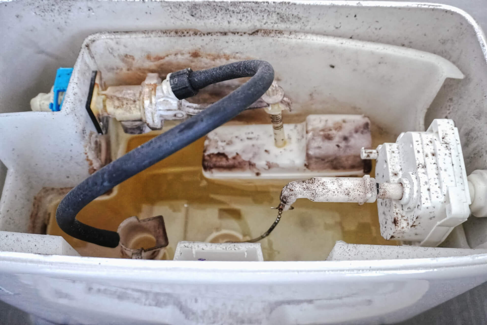 トイレタンクがカビだらけ！効果的な掃除方法と予防策を徹底解説